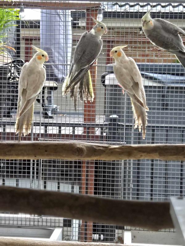 Young Cockatiels