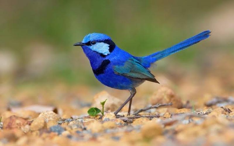 Splendid wrens