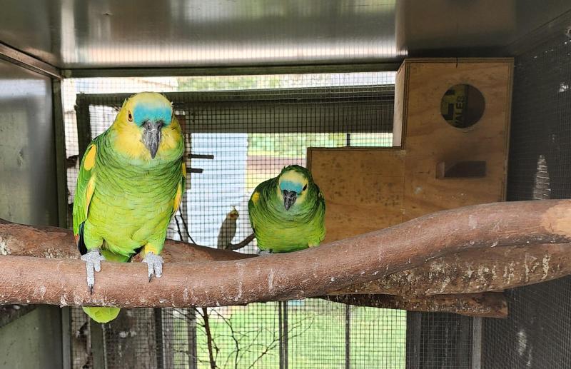 10yo Bonded pair bluefront amazons
