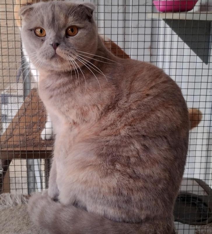 Desexed Scottish Fold