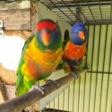 2 mature pairs rainbow lorikeet make an offer