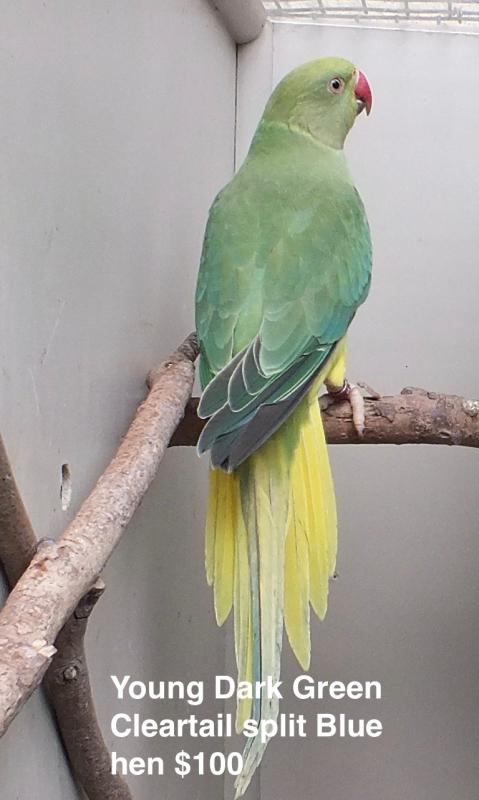 CLEARTAIL AND OPALINE CLEARTAIL INDIAN RINGNECKS