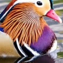 Mandarin ducks