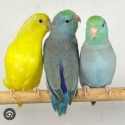 Murray Bridge bird sale - I need a parrotlet hen!
