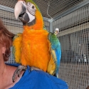 Catalina Macaw Hen Handraised