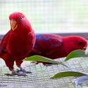 Pure Buru Red Lory Hen (one) For Sale