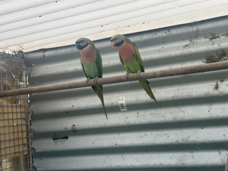 Swap moustache parrots