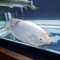 Giant gourami, spotted gar and azul peacock bass