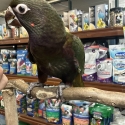 Rainbow lorikeet Mutations handraised