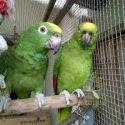 yellow crown Amazons (Panamensis)