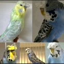Crested budgie auction
