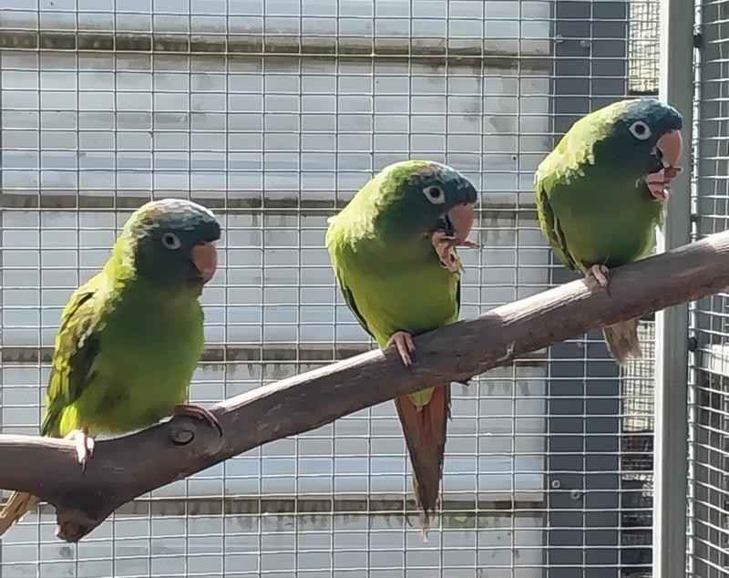 Blue crown Conures (Sharptails)