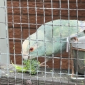 Fallow Blue Kakariki commutations