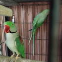 Breeding pair of Alex's