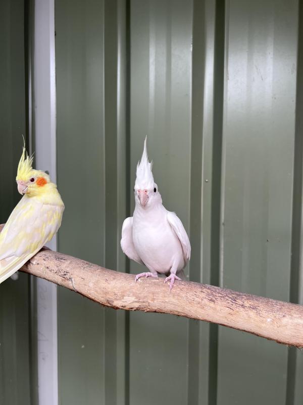 Breeding pair cockatiels - 2 available