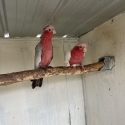 WA hen galah