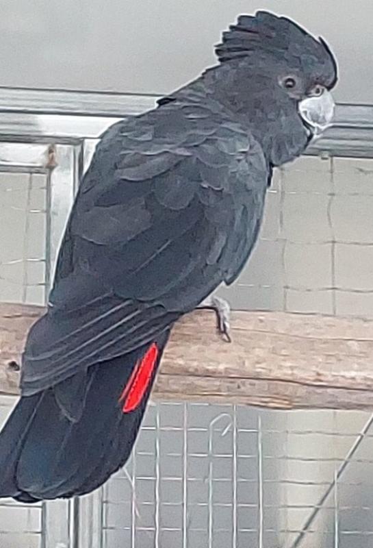 Parrot sell out
