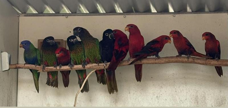 Exotic lories