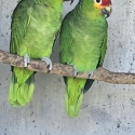 Red Lored Amazons