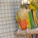 Yellowsided Conure. 2024 Bred. DNA Cock