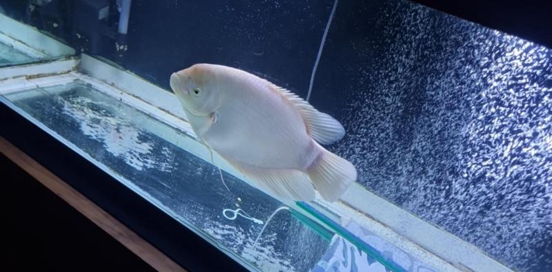 Giant pink gourami