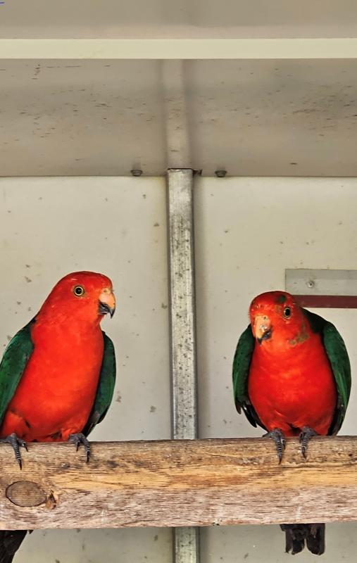 Breeding pair of King Parrots approximately 3 yearS Old $230 pair