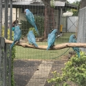 Blue Moustache Parrots