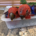Eclectus babies 2 females finish of the handrearing