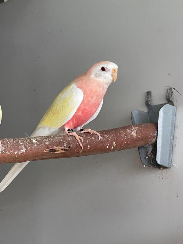 LATINO BOURKE PARROT