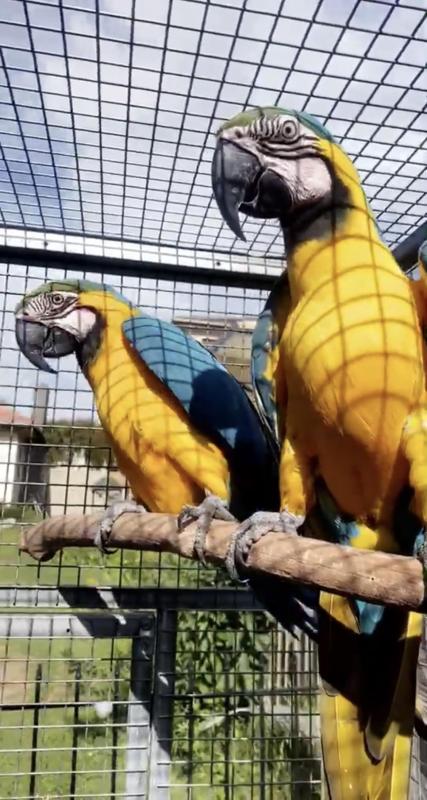 PROVEN Breeding Pair Of Blue & Gold Macaws