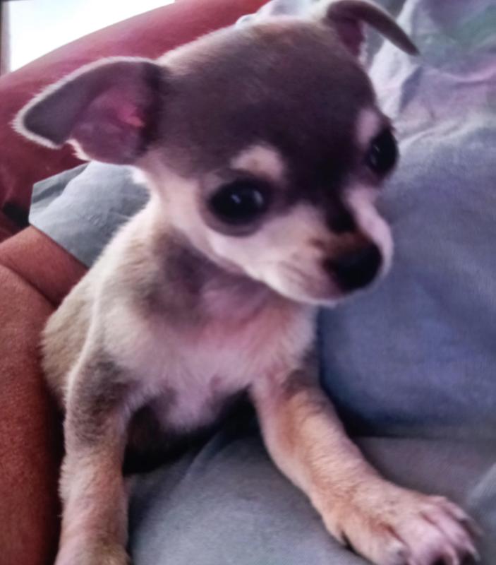 Tea cup chihuahua boy