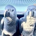 AFRICAN GREY PARROTS BONDED PAIR