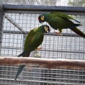 ILLIGER MACAWS BONDED PAIR