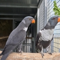 Grey lorikeet hen can deliver to Warwick Sunday 11th