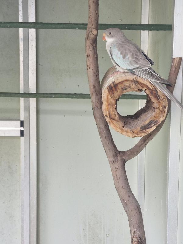 PRINCESS PARROT