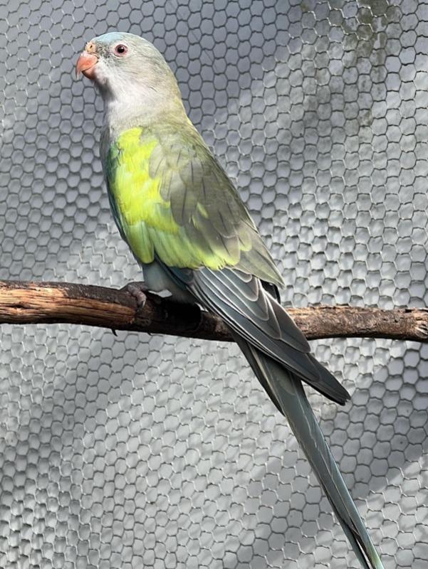PAR BLUE PRINCESS PARROT
