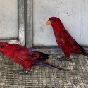 Moluccan Red Lories pair