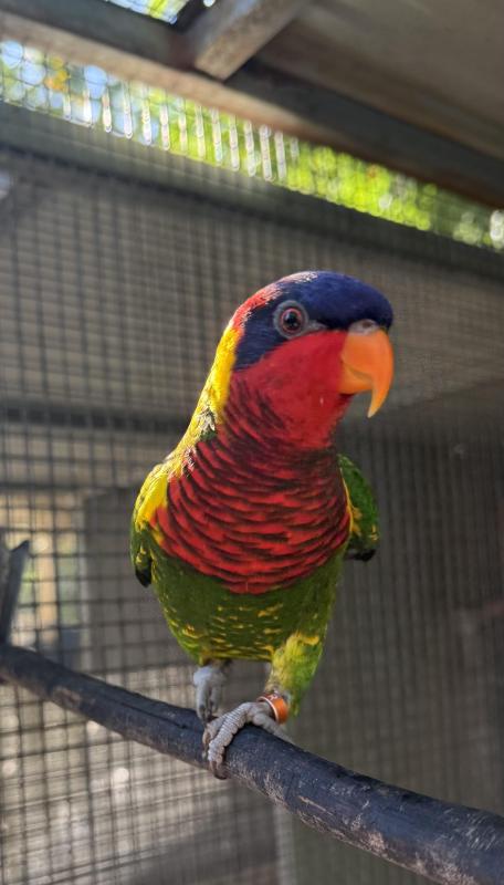 Ornate Lories be or plus young
