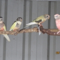 WTB PIED BOURKES