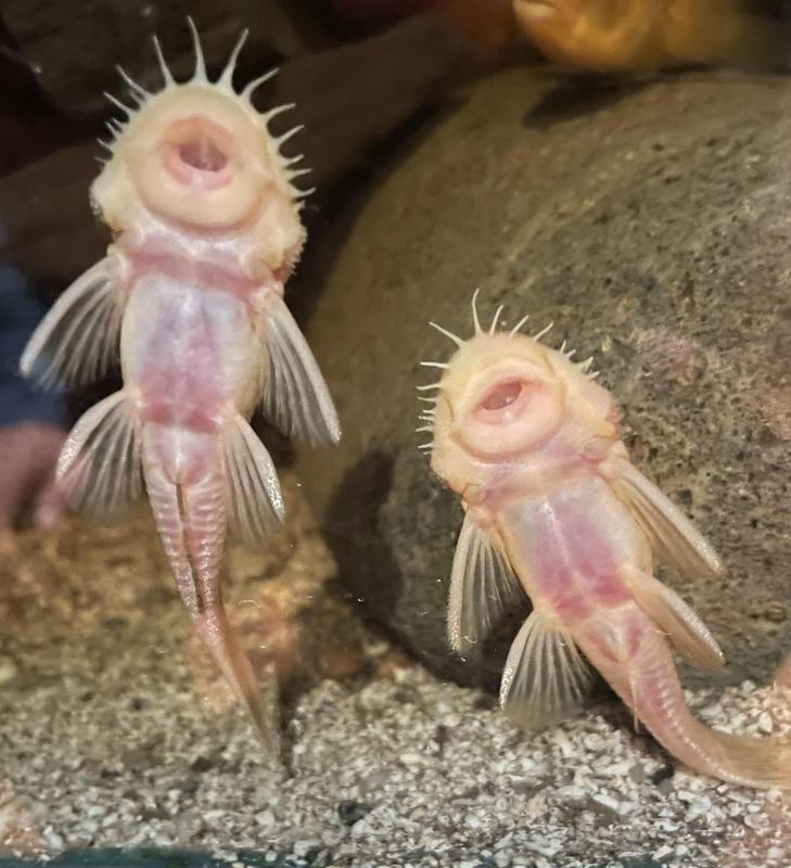 FS: BRISTLENOSE CATFISH-PLECO-FRY-