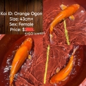 $150 FOR 43CM+ FEMALE ORANGE OGON - LARGE AND NICE!