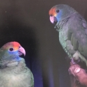 Red Browed Amazons