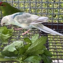 Fallow Blue Kakariki mutations