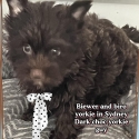 Exotic Yorkshire terrier puppies