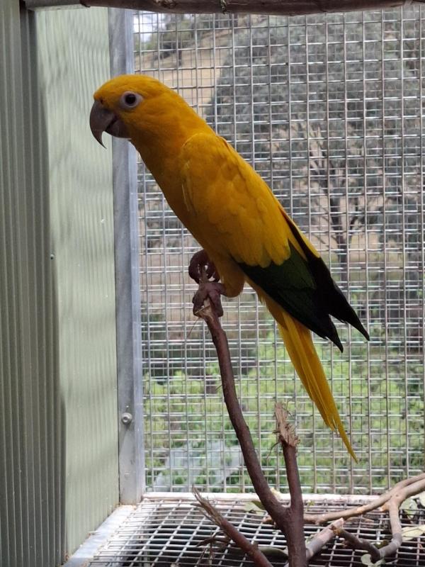 Queen Conures