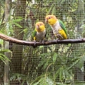 WELL BONDED PAIR WHITE BELLIED CAIQUES - $2000