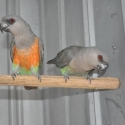RED BELLIED PARROTS
