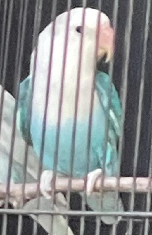 FS: FISCHER LOVEBIRDS-BLUE-BREEDING & YOUNG-