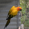 Sun conures