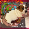 PUREBRED JACK RUSSELL TERRIERS